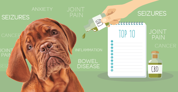 CBD for Dogs: Everything You Need to Know and Benefits